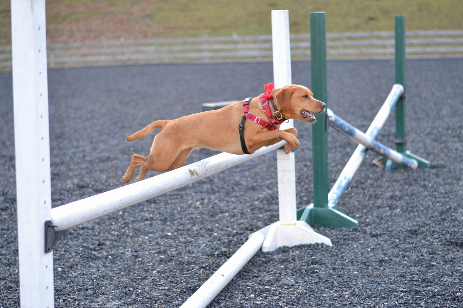 Canine photography - Dog portrait 2