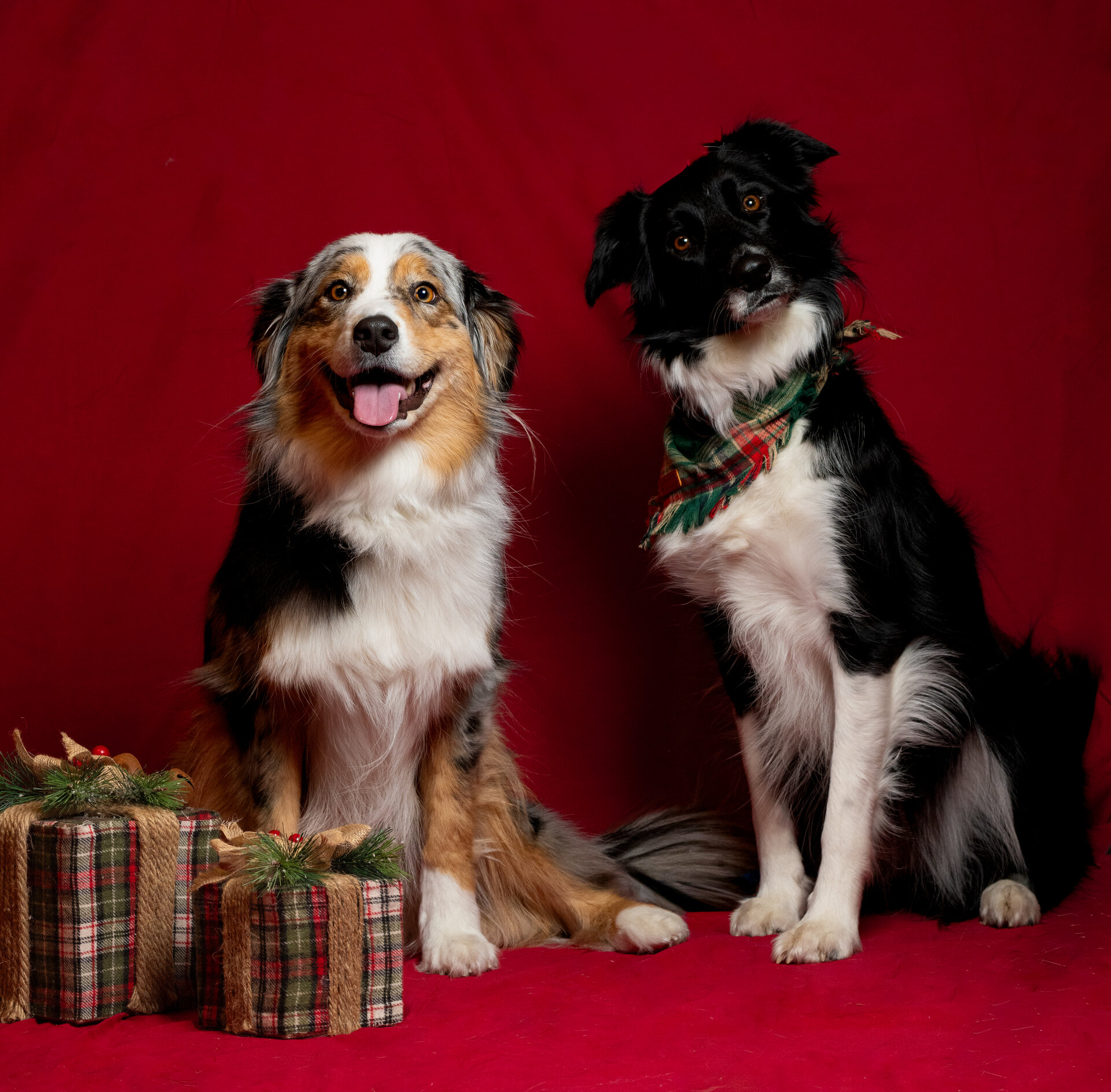 Canine photography - Dog portrait 3