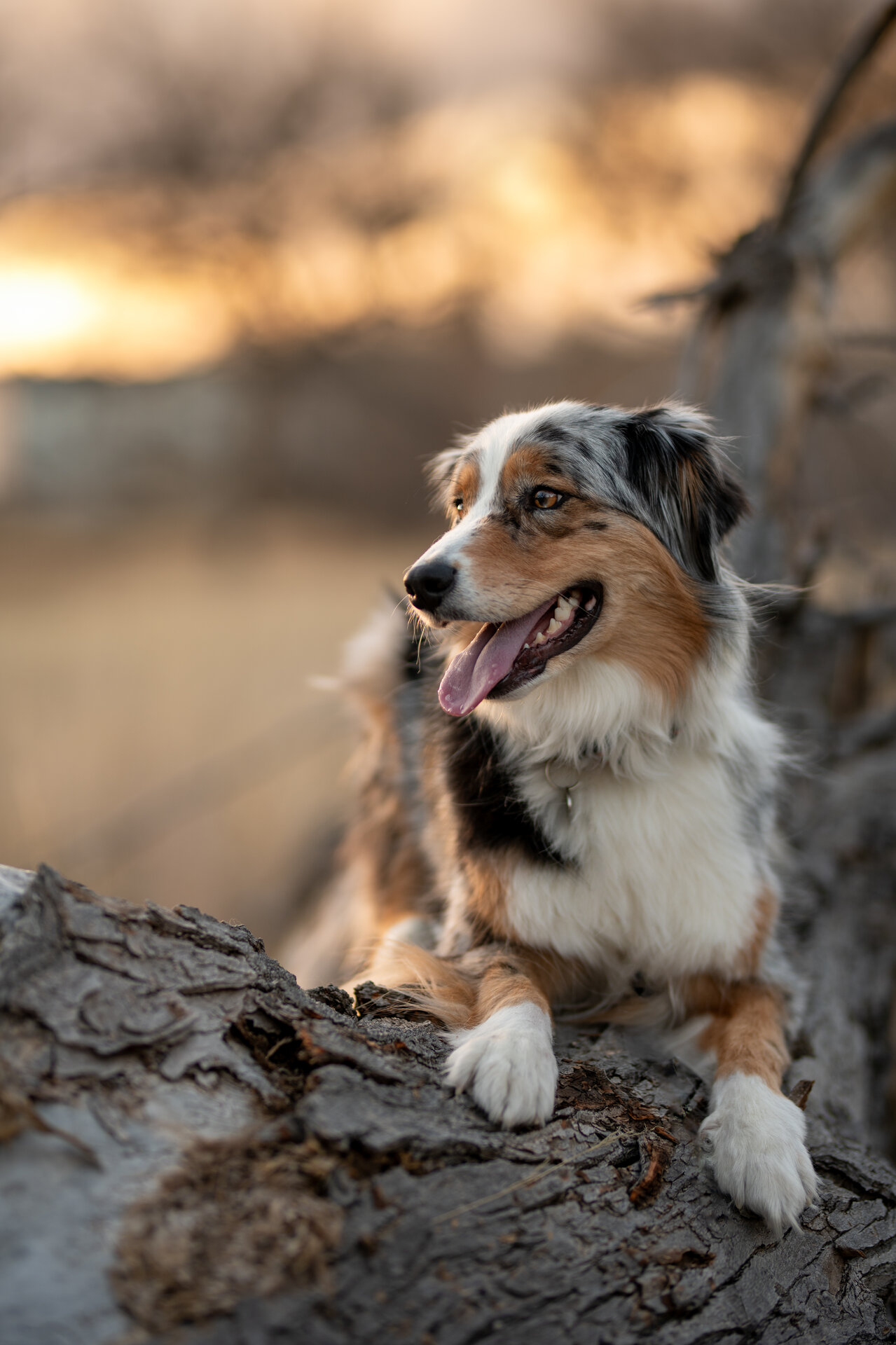 Canine photography - Dog portrait 4