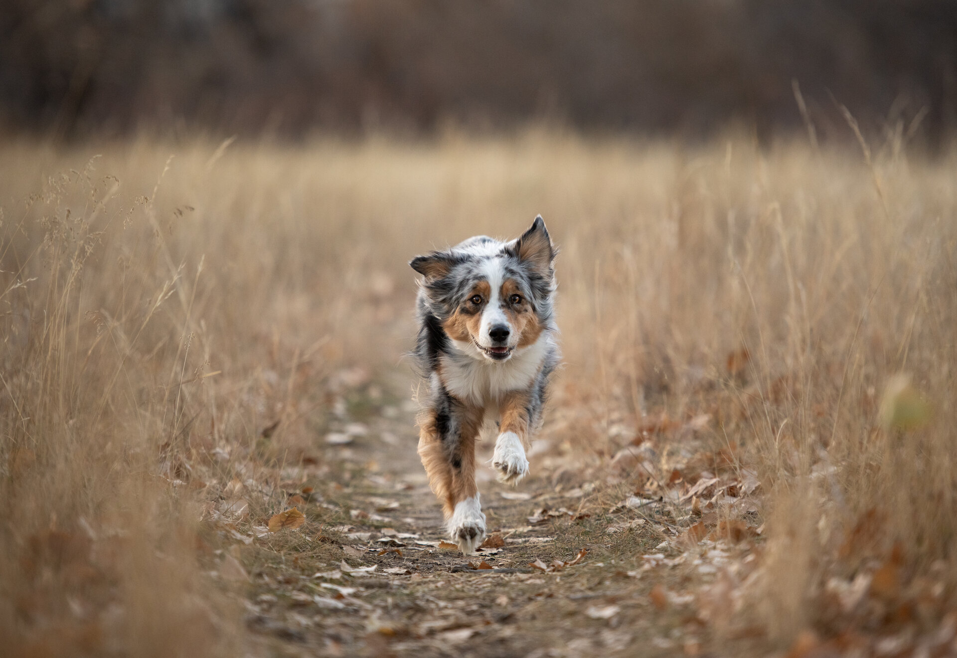 Canine photography - Dog portrait 5