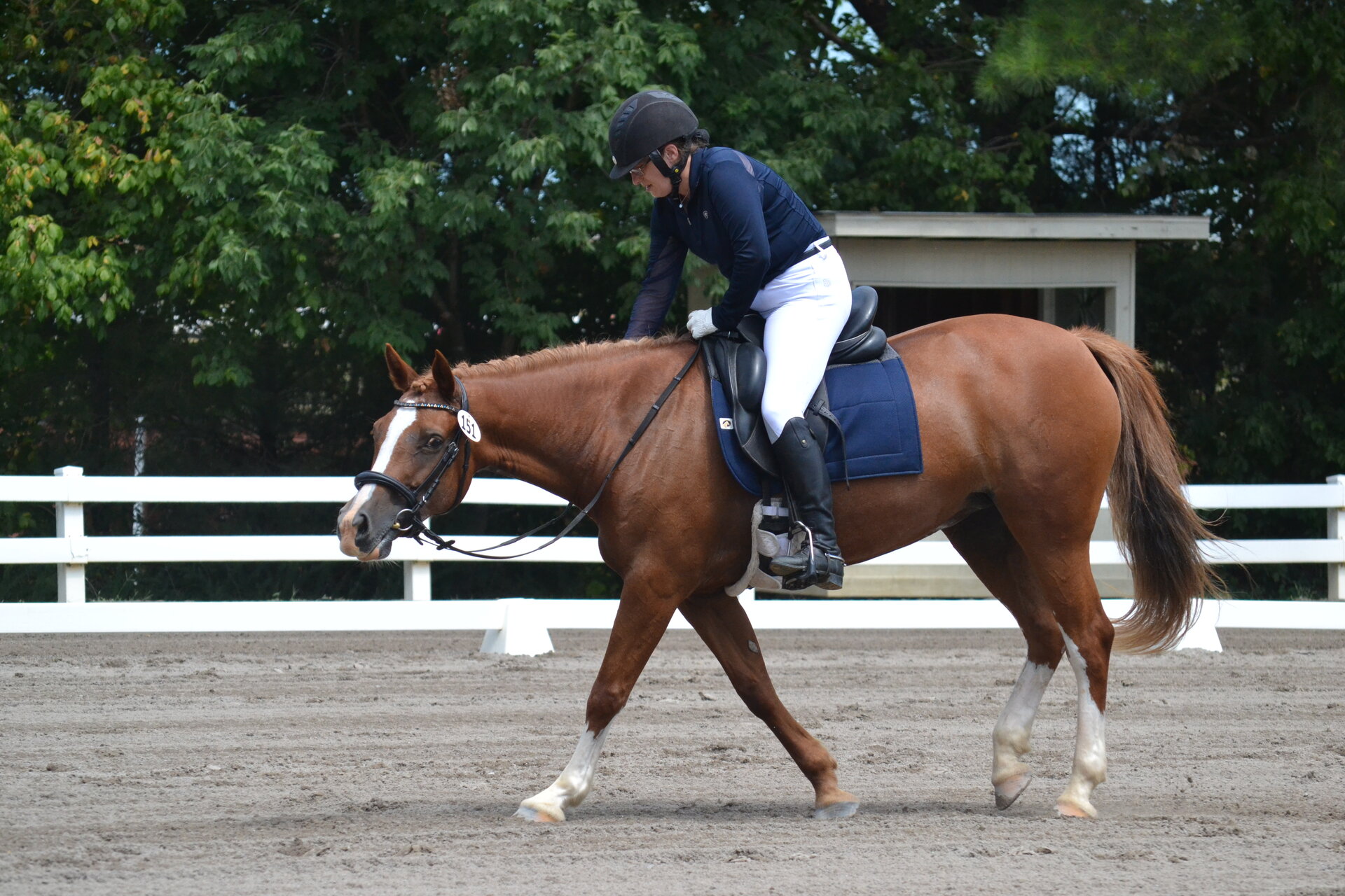 Equestrian photography - Horse portrait 3