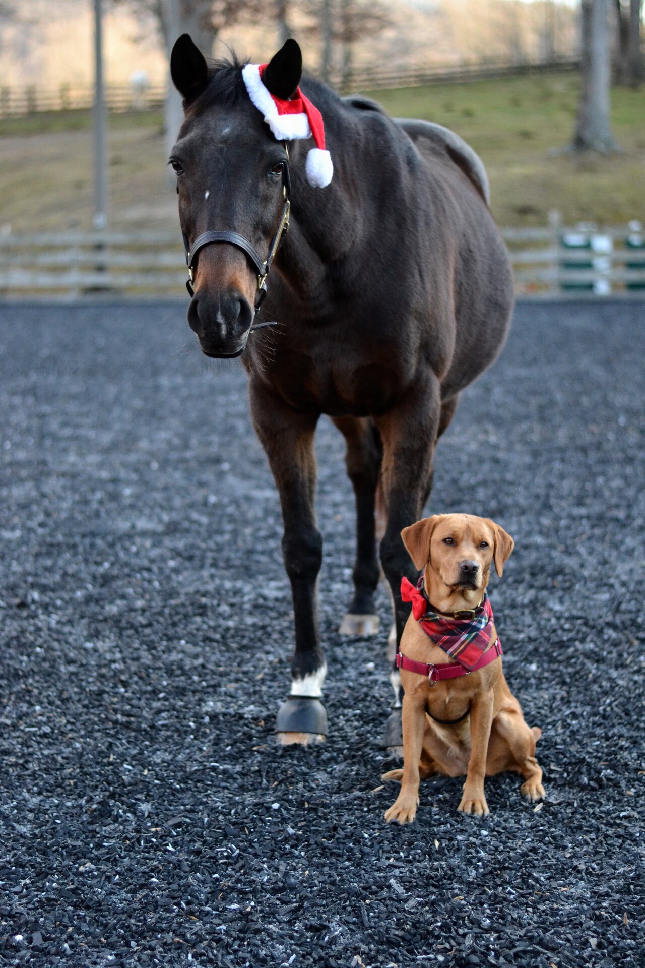 Equestrian photography - Horse portrait 4