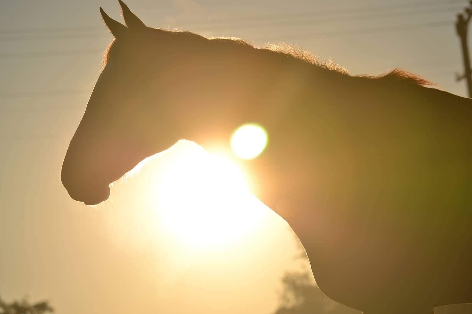 Equestrian photography - Horse portrait 5
