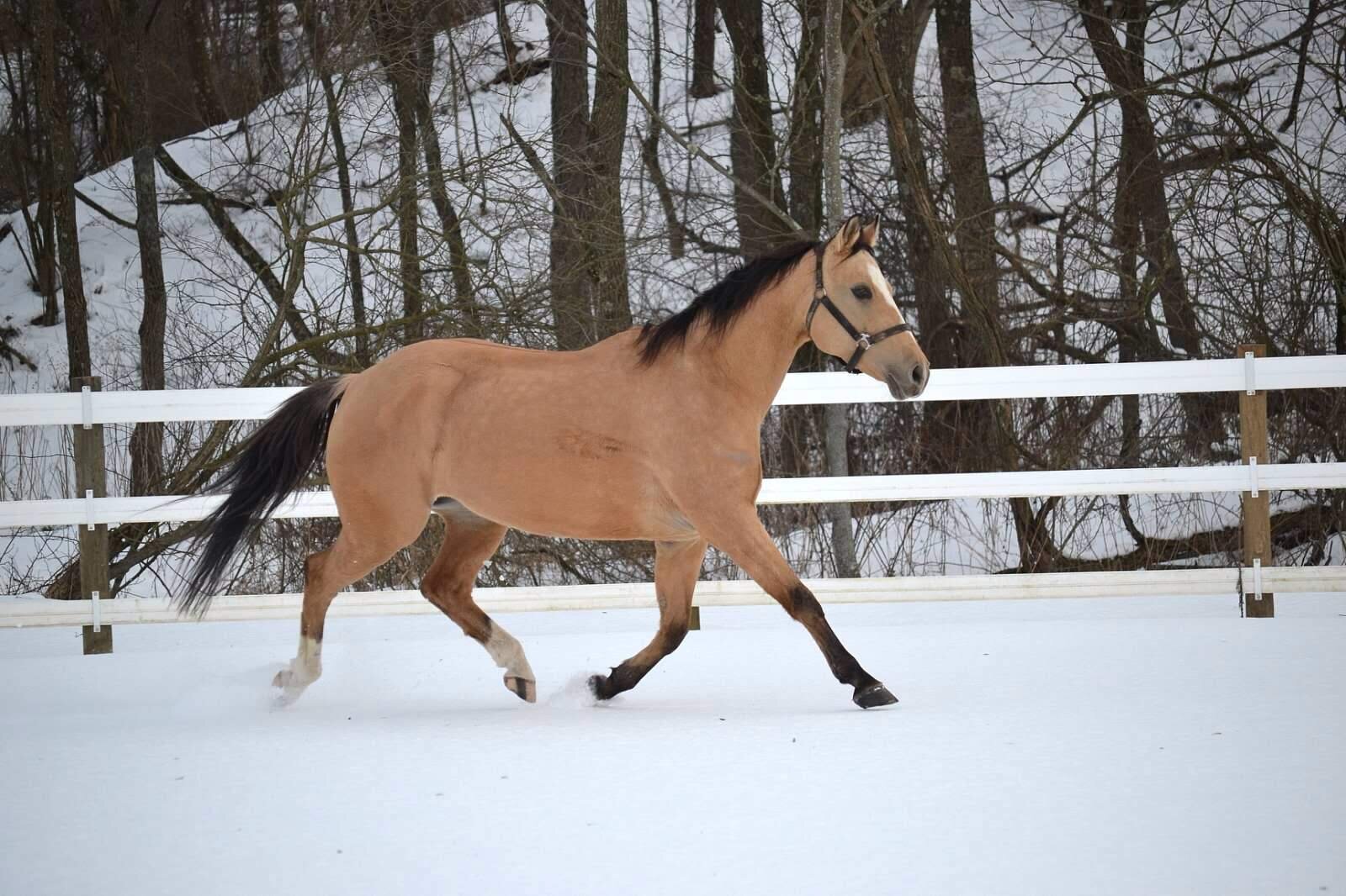 Equestrian photography - Horse portrait 6